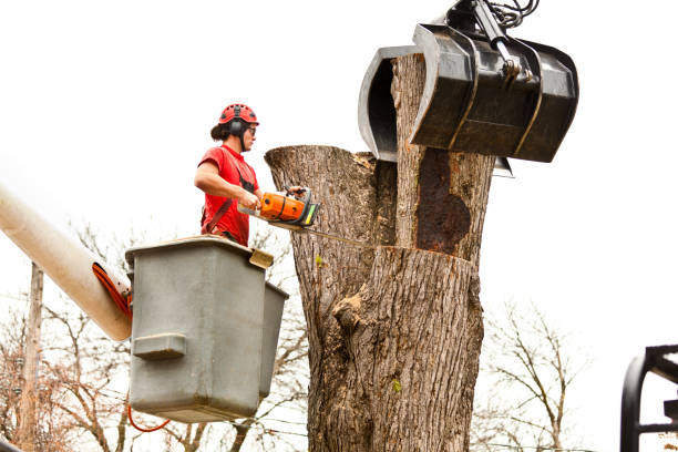 Trusted Ridgeland, SC Tree Care Experts